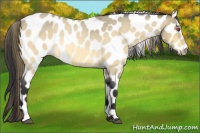 Horse Color:Buckskin Chinchilla Roan Near Leopard