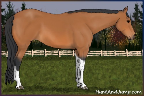 Horse Color:Bay Tobiano 