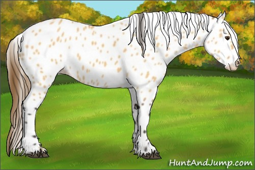 Horse Color:Buckskin Dun Appaloosa 