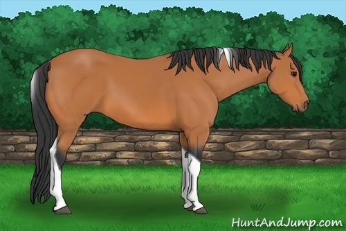 Horse Color:Bay Tobiano 