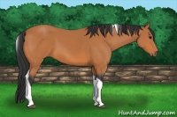 Horse Color:Bay Tobiano 
