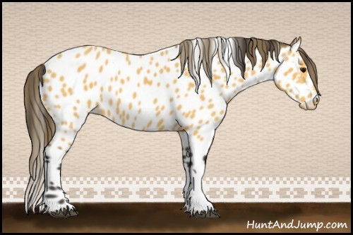 Horse Color:Buckskin Near Leopard 