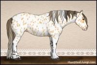 Horse Color:Buckskin Near Leopard 