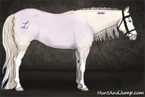 Horse Color:Perlino Dun Splash 