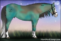 Horse Color:Smoky Black Splash 