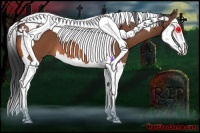 Horse Color:Bay Splash Tobiano