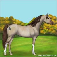 Horse Color:Liver Red Dun Rabicano 