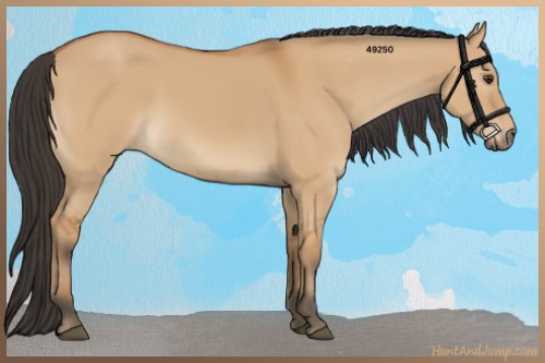 Horse Color:Bay Dun 