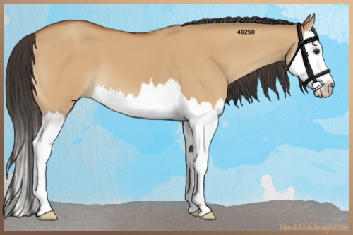 Horse Color:Bay Dun Splash 