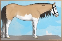 Horse Color:Bay Dun Splash 