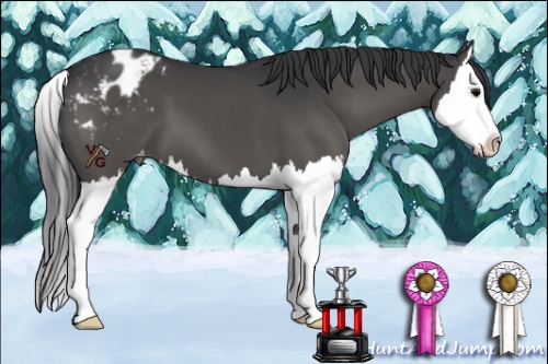 Horse Color:Black Splash Appaloosa 