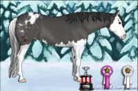 Horse Color:Black Splash Appaloosa 