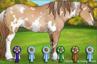 Horse Color:White Spotted Brown Pearl Sabino