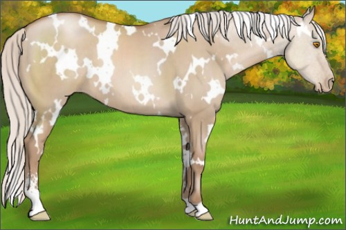 Horse Color:White Spotted Silver Grullo Pearl Sabino 