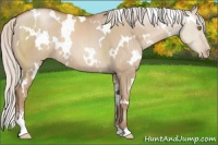 Horse Color:White Spotted Silver Grullo Pearl Sabino 