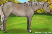 Horse Color:Silver Grullo 
