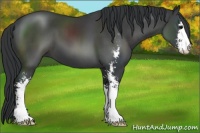 Horse Color:Black Sabino