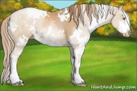 Horse Color:White Spotted Chestnut Pearl Sabino 