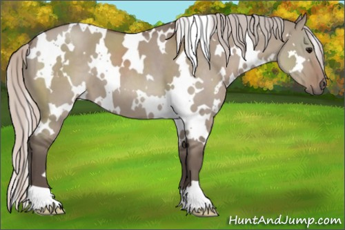 Horse Color:White Spotted Silver Grullo