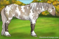 Horse Color:White Spotted Silver Grullo 