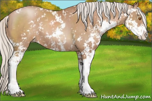 Horse Color:Silver Black Pearl Sabino 