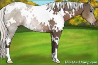 Horse Color:White Spotted Silver Black 