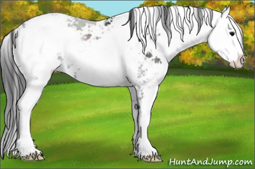 Horse Color:Black Sabino 