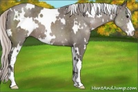 Horse Color:White Spotted Silver Black Sabino 