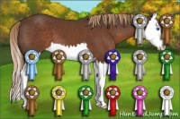 Horse Color:Liver Chestnut Sabino Splash