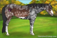 Horse Color:White Spotted Black Ice Frame and Brown Ice