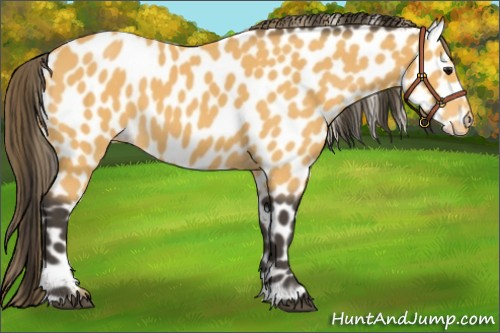 Horse Color:Buckskin Appaloosa 