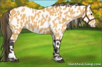 Horse Color:Buckskin Appaloosa 