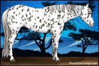 Horse Color:Smoky Black Leopard 