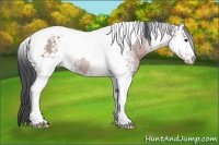 Horse Color:White Spotted Brown Tobiano 