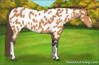 Horse Color:Buckskin Appaloosa 