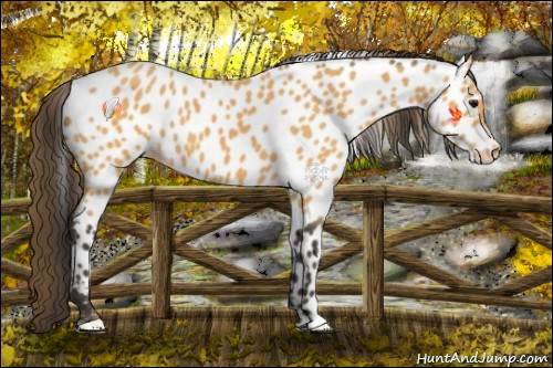 Horse Color:Buckskin Near Leopard