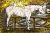Horse Color:Buckskin Near Leopard 