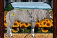 Horse Color:White Spotted Silver Blue Roan 