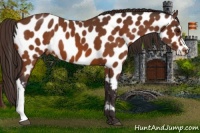 Horse Color:Buckskin Near Leopard 