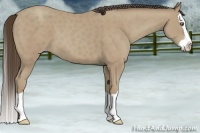 Horse Color:Classic Cream Champagne Splash 