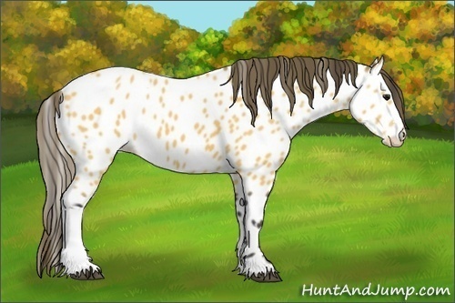 Horse Color:Buckskin Appaloosa
