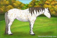 Horse Color:Buckskin Appaloosa 