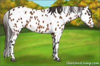 Horse Color:Buckskin Leopard 