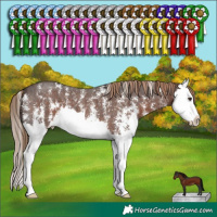 Horse Color:Liver Chestnut Sabino Splash
