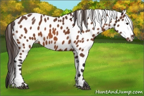 Horse Color:Buckskin Appaloosa 