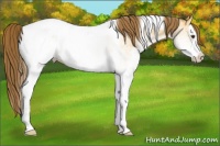 Horse Color:White Spotted Buckskin Dun Splash Tobiano Appaloosa 