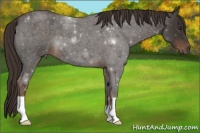 Horse Color:Liver Red Roan 
