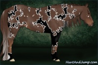 Horse Color:White Spotted Liver Chestnut 