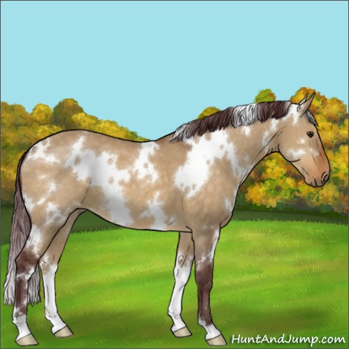 Horse Color:White Spotted Chocolate Buckskin Dun