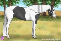Horse Color:Smoky Blue Roan Splash Tobiano